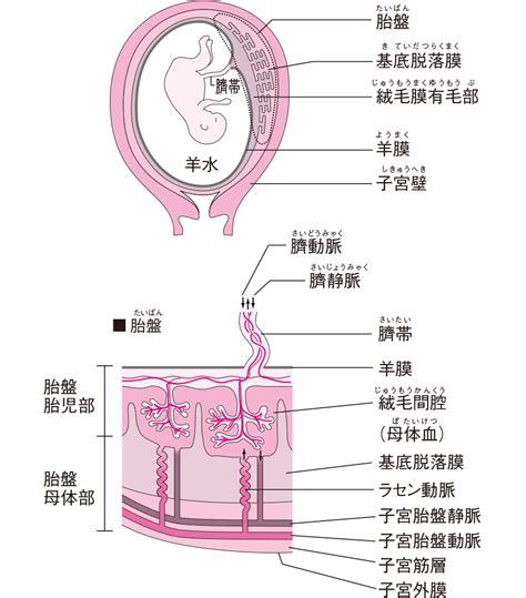 胎盤形成時期|【助産師監修】胎盤の役割とは？ 構造とはたらき、つくられる時期